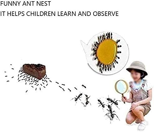 DGRHX Akrilik Karınca Yuva Büyük Çiftlik Karınca Kale Karınca Kulesi Nemlendirici Doğal Ekoloji Ekran Kutusu Eğitim Habitat (Renk