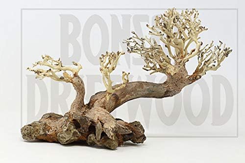 Bonsai Dalgaların Karaya attığı Odun Akvaryum Ağacı TNX Rastgele Seçim (6.5 in H x 8in L) Doğal, El Işi Balık Tankı Dekorasyon