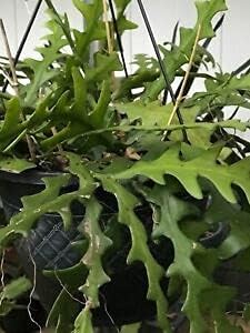 3 Plạnts Zịgzạg Ẹpịphyllum Orchịd Cạctus Fịsh Bonẹ Rootẹd Stạrtẹr Plạnt