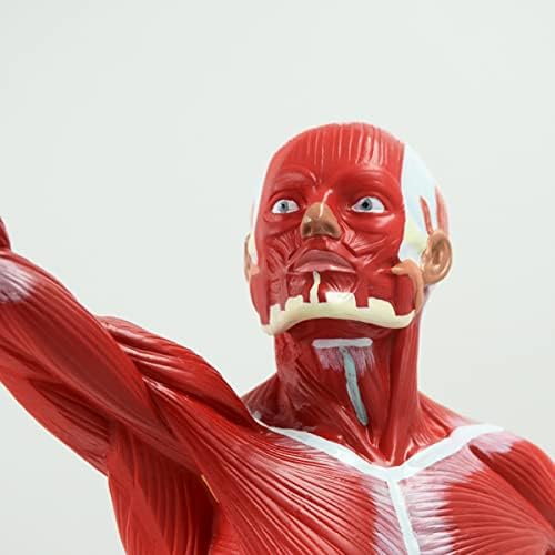 ZyIqQ İnsan Vücudu Tam Vücut Kas Modeli, 50 cm Temizle Doku ve Tam Renkli Kas Yapısı Heykel Öğretim Yardım için Spor Yoga Gösterisi