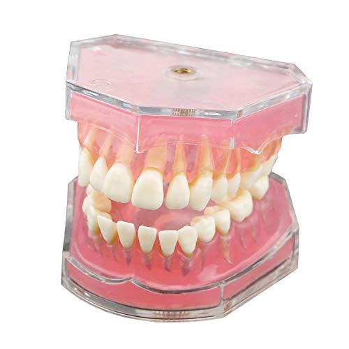 28 Adet Çıkarılabilir Diş ile diş Yumuşak Sakız Standad Typodont Çalışma Modeli (Model)