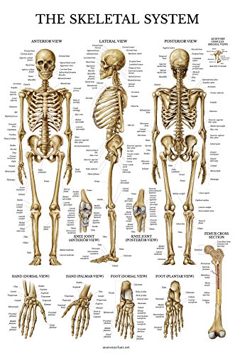3'lü Paket - Kas + İskelet + Kalça Anatomisi ve Yaralanmaları Poster Seti-Kas ve İskelet Sistemi Anatomik Çizelgeleri-Lamine