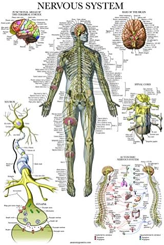4'lü Paket-Anatomik Poster Seti-Lamine-Kas, İskelet, Sinir Sistemi, Omurga Anatomisi-Anatomi Grafik Seti (LAMİNE, 18 x 27)